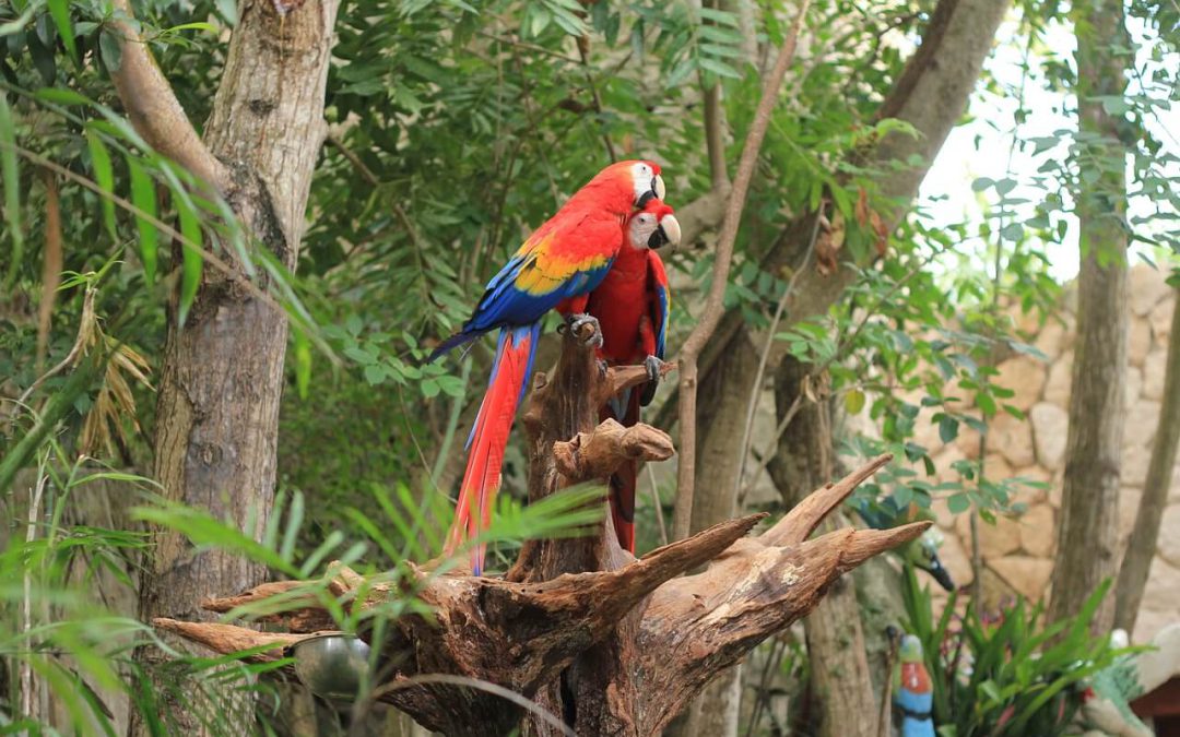 Campeche Aviturismo Festival